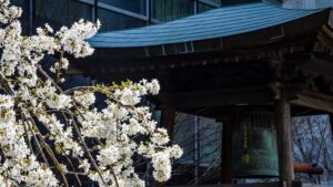 White blossoms near pagoda